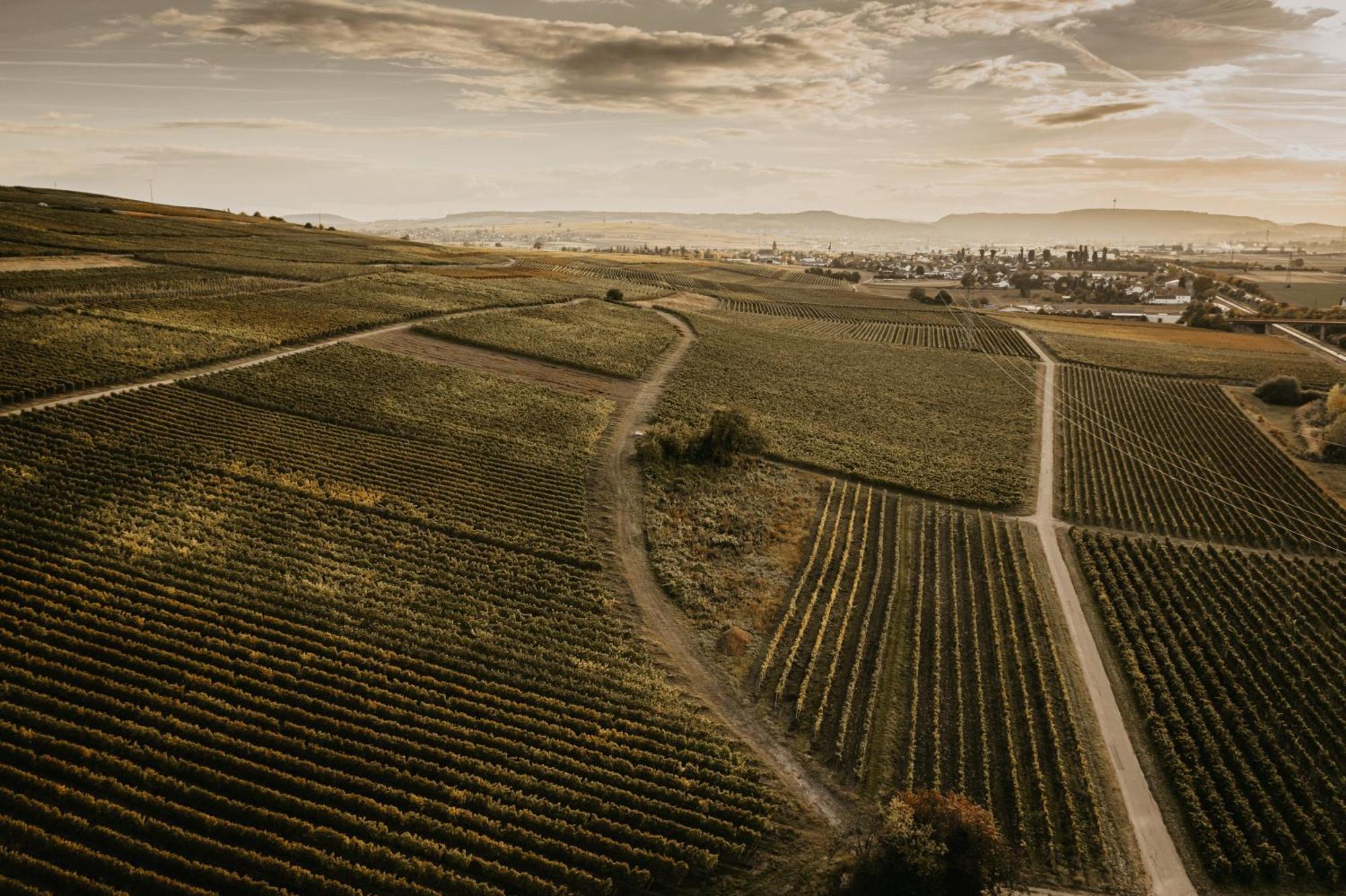 Weingut U. Gaestehaus Vogt-Fehlinger Biebelsheim Εξωτερικό φωτογραφία